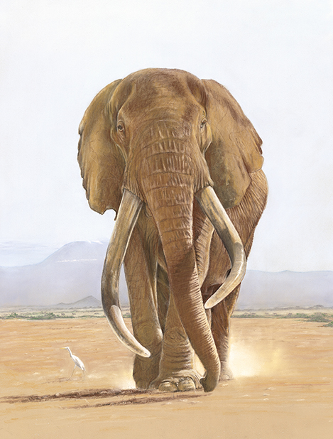 The last of the big tuskers: Craig