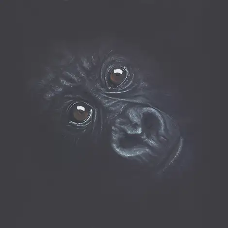 Gorillas